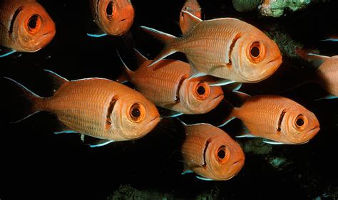 squirrel fish|Aquatic Enterprises, Inc. Information .